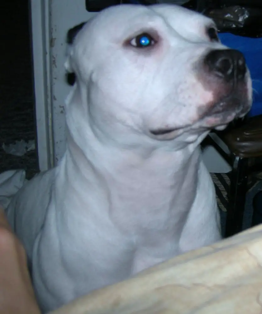 White Blue Nose Pitbull Male