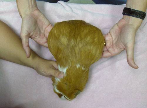How do I know when my guinea pig will give birth?