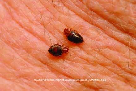 What Are The Bugs That Lay Eggs Under Skin? - Blurtit