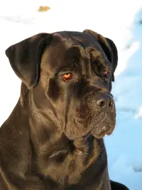 I Have A 6 Month Old Female Cane Corso When Will She Have