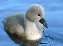 animaux de compagnie et animaux