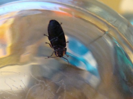 Black Insects That Are Invading, How To Get Rid Of Little Black Beetles In My Kitchen