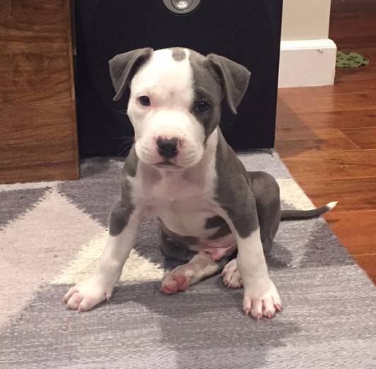 9 week old blue nose pitbull puppy